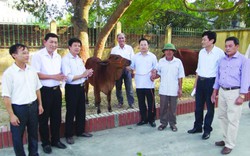 “Ngân hàng bò” mở cơ hội thoát nghèo cho nông dân Kinh Bắc