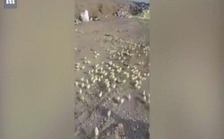 Video: Hàng trăm quả trứng “hỏng” bỗng nở thành gà con