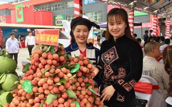 Dân Thủ đô ùn ùn đi mua vải thiều Lục Ngạn “xịn” giá 29.000 đồng/kg