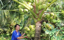 Vườn chôm chôm, dừa thơm trái sai "phát hờn" của chàng giảng viên đại học