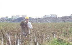 “Điều lạ” ở dự án chuyển đổi đất lúa khiến Chủ tịch Hà Nam bị kiện