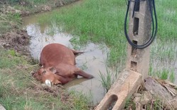TT-Huế: Bò lăn đùng ra chết khi ăn cỏ cạnh trụ viễn thông