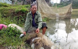 Làm giàu ở nông thôn: Nuôi rô phi toàn "đực rựa", thu 200 triệu/năm