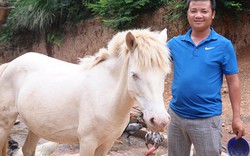 Nơi heo hút, nuôi đàn bạch mã trên thảo nguyên, xây nhà đẹp, sắm ô tô