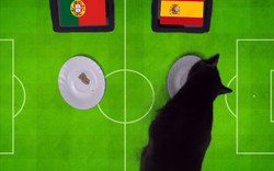 Clip: Tiên tri mèo Cass dự đoán kết quả Bồ Đào Nha vs Tây Ban Nha