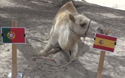 Mèo, lạc đà và vượn cáo dự đoán trận Tây Ban Nha vs Bồ Đào Nha