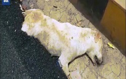 Chú chó mải ngủ chết thảm vì kẹt trong nhựa đường nóng ở Ấn Độ