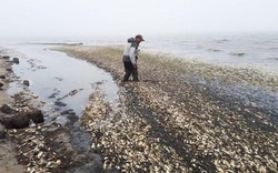 Kinh hoàng 100 tấn cá chết trắng bờ biển khiến nhiều người sợ hãi