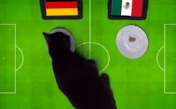 Clip: ‘Tiên tri’ mèo Cass dự đoán kết quả trận Đức vs Mexico