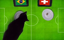 Clip: ‘Tiên tri’ mèo đen cass dự đoán Brazil đả bại Thụy Sĩ