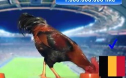 Clip dự đoán World Cup: Mèo, gà, đại bàng "tiên tri" Bỉ thắng Panama