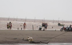 Điều tra nguyên nhân cá biển chết bất thường ở Duyên Hải, Trà Vinh