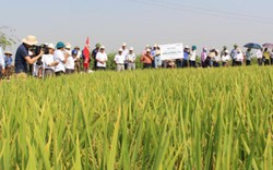 Kim Cương 111, Đài Thơm 8: 2 giống lúa nông dân Kinh Bắc thích mê