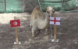 "Thánh" lạc đà Shaheen dự đoán trận Anh vs Tunisia