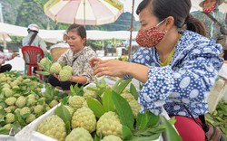 Một trong 50 loại quả ngon nhất Việt Nam sắp đổ bộ Thủ đô