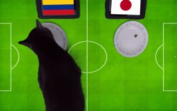 Clip: ‘Tiên tri’ mèo Cass dự đoán Nhật Bản gục ngã trước Colombia