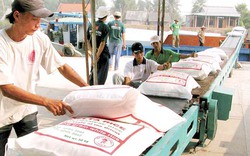 Giá gạo xuất khẩu “lên đỉnh”, vượt cả “ông trùm” Thái Lan