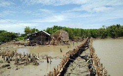 Kiên Giang: Trồng rừng ngăn sạt lở, liệu có thắng nổi thiên nhiên?