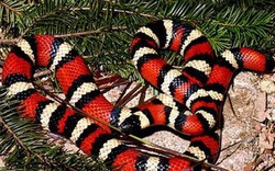 Huyền bí "rắn vua" 3 màu tuyệt đẹp sống trên dãy núi cao 4.000m
