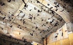 Bình Định: Khu dân cư bị “tra tấn”  vì phong trào nuôi chim yến