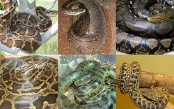 3.000 loài rắn cả châu lục nhưng mới đây là 10 loài lớn nhất thế giới