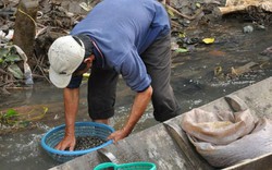 Mưa sa dông, săn ốc gạo miền Tây nấu cháo, ăn quên đường về