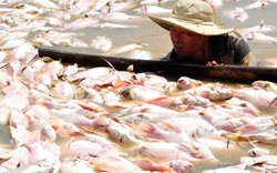 Sau vụ hàng nghìn tấn cá chết, Đồng Nai lo lập quy hoạch nuôi cá bè