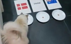 Dự đoán World Cup: Mèo, đại bàng, gà chọn Đan Mạch thắng Australia