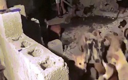 Cảnh đánh đập man rợ trong lò mổ chó ở Trung Quốc