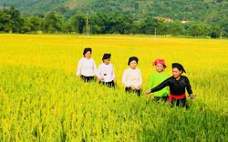Chợt nhớ đồng quê: Mùa vàng ở Nghĩa Đô