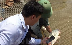 Đáng nể: Hộ đầu tiên dán tem truy xuất không thấm nước cho cá giòn