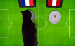 Clip: Mèo đen "tiên tri" Cass dự đoán trận Pháp vs Peru
