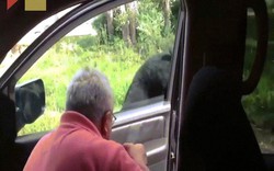 Hú vía khi gấu đen tự tay mở cửa ô tô của du khách