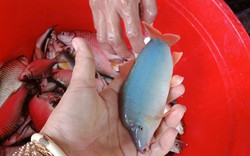 An Giang: Nuôi loài cá heo bé tí trên sông, bán 320-380.000 đồng/kg