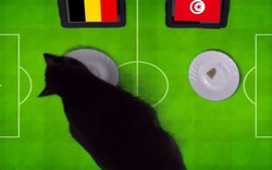 Clip: Tiên tri mèo báo tin vui cho Bỉ trước trận gặp Tunisia