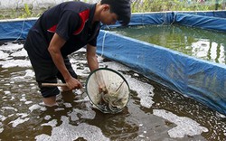 Kỹ sư thủy sản về quê nuôi cá chạch lấu, mỗi năm thu 600 triệu