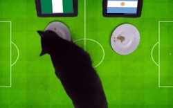 Dự đoán World Cup 2018: Duy nhất mèo chọn Nigeria thắng Argentina