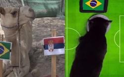 Dự đoán World Cup: Brazil vs Serbia - "tiên tri" động vật chọn ai?
