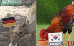Dự đoán World Cup: Đại bàng, lạc đà chọn Đức, gà, vẹt chọn Hàn Quốc