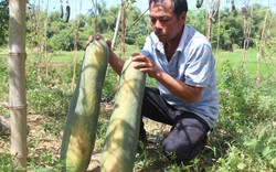 Bí đao rớt giá sâu, người dân cay đắng bỏ thối nhũn ngoài đồng