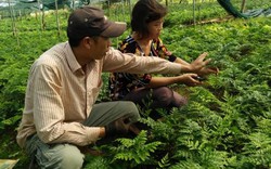 Mỗi tháng "đút túi" 35 triệu đồng nhờ trồng cây "lá lạ"