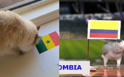 Tổng hợp dự đoán của các linh vật kết quả trận Colombia vs Senegal
