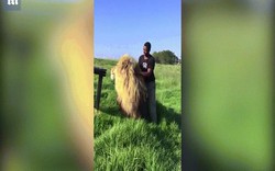 Video người đàn ông thản nhiên gãi lưng sư tử đực như không