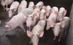 Giá heo hơi hôm nay 29/6: Lợn hơi cả nước tăng giá, nông dân lãi cao nhất 1,5 triệu/tạ