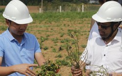 Sâm Bố Chính -nhân sâm của người Việt "lên máy bay" ra nước ngoài