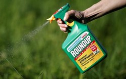 Tiếp tục tranh cãi việc dừng sử dụng thuốc trừ cỏ chứa Glyphosate