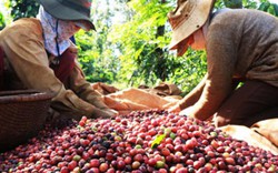 Giá nông sản 2/4: Tại sao cà phê Việt Nam “thất sủng” trên đất Mỹ?