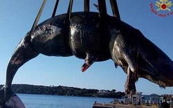 Điều đau lòng bên trong dạ dày cá nhà táng mang thai chết dạt bờ biển Italia