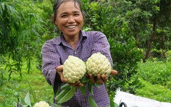 Cả làng trồng quả “mở mắt” thu gần 100 tỷ đồng mỗi năm
