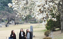 Hoa mộc lan trắng tinh khôi ở Seoul, đẹp không kém hoa anh đào